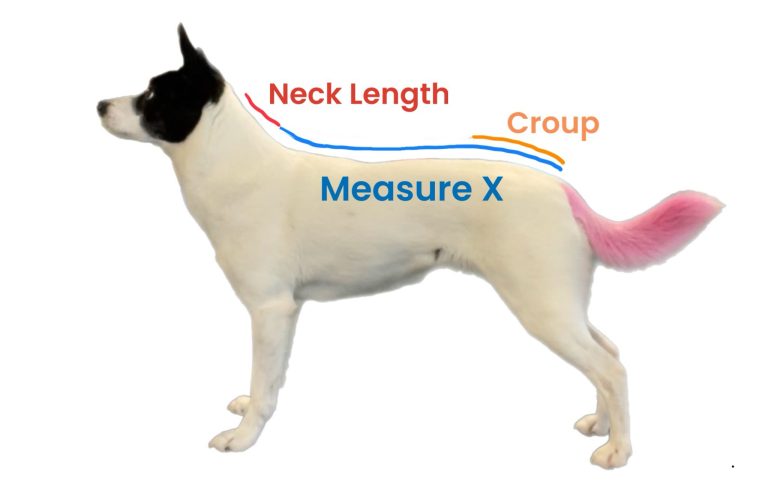 How do measure for the Dog Jacket