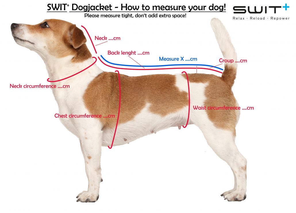 How to measure your dog Switplus