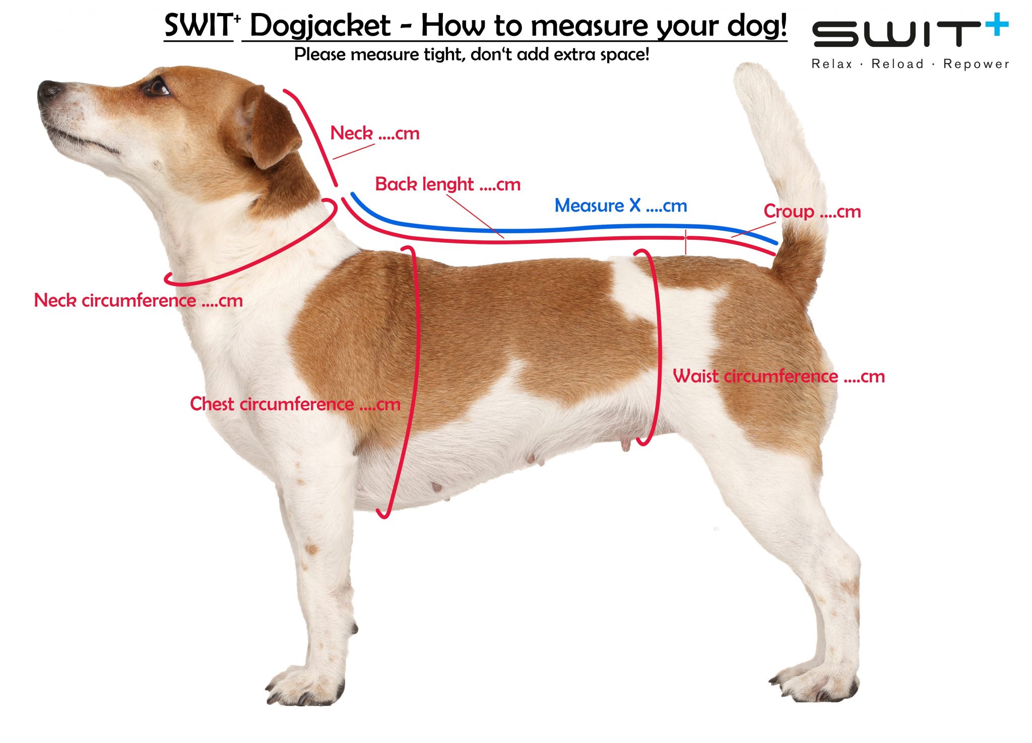 how-to-measure-your-dog-switplus